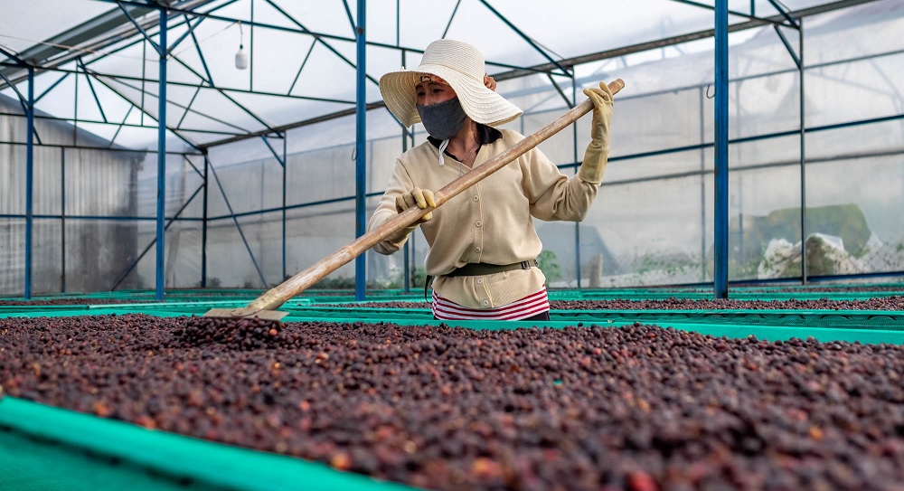 káva na vyvýšených afrických postelích 2